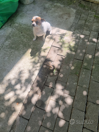 Chihuahua di 12 mesi