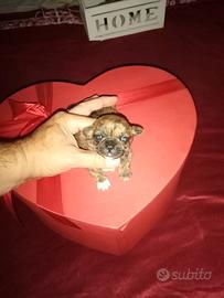 Ciwawa mini chiwawa toy