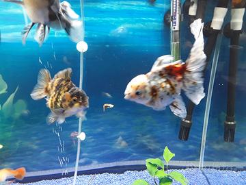 Oranda testa di leone