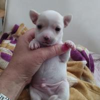 Cucciolo di chihuahua