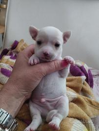 Cucciolo di chihuahua