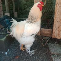 Gallo di 7 mesi razza Brahma Columbia