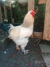 Gallo di 7 mesi razza Brahma Columbia