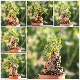 Prebonsai Ginepro Kishu