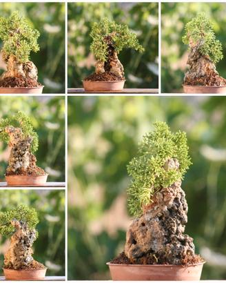 Prebonsai Ginepro Kishu