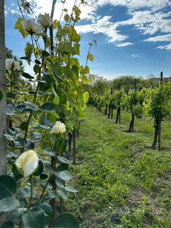 Terreno con vigneto produttivo