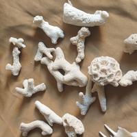 corallo bianco e conchiglie dell oceano Pacifico