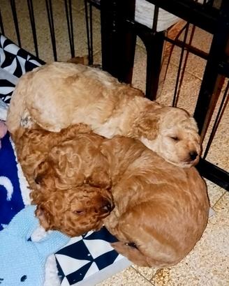 3 cuccioli maschi tipo Barboncino Toy Red/Apricot