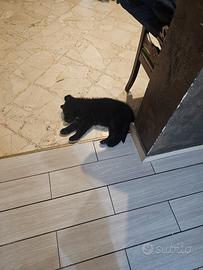 Pastore tedesco nero