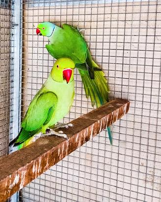 coppia adulta parrocchetto dal collare 