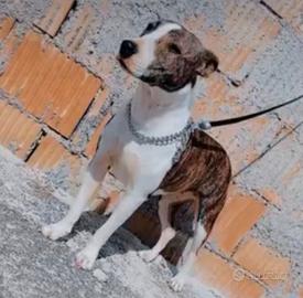 Per mancanza di tempo Pitbull incrocio terrier