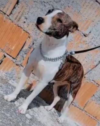 Per mancanza di tempo Pitbull incrocio terrier