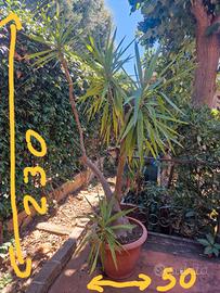 pianta yucca (tronchetto della felicita)