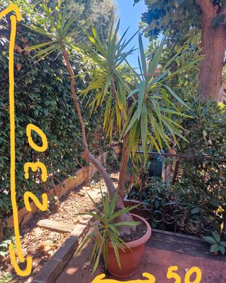 pianta yucca (tronchetto della felicita)