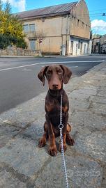 Cucciolone di dobermann