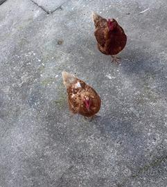 Galline ovaiole