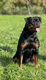 Rottweiler