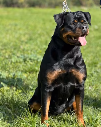 Rottweiler