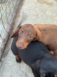 Cuccioli di bassotto