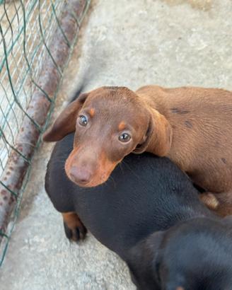 Cuccioli di bassotto