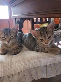 Gattini di 3 mesi