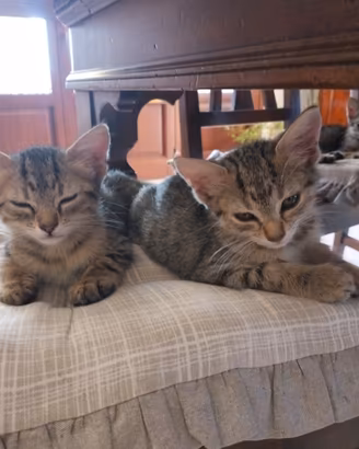 Gattini di 3 mesi
