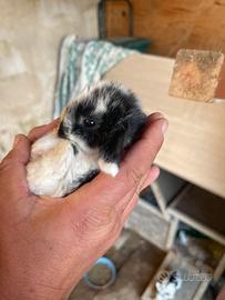 Coniglio nano ariete