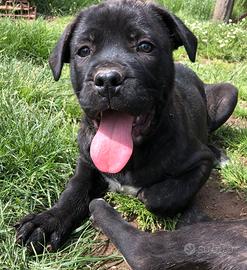 Cane Corso Tradizionale