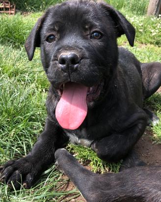 Cane Corso Tradizionale