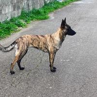 Cuccioli di cane da pastore olandese