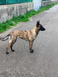 Cuccioli di cane da pastore olandese