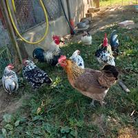 Galline americane e galli