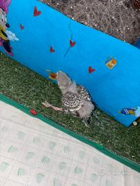 Cocorito allevato a mano