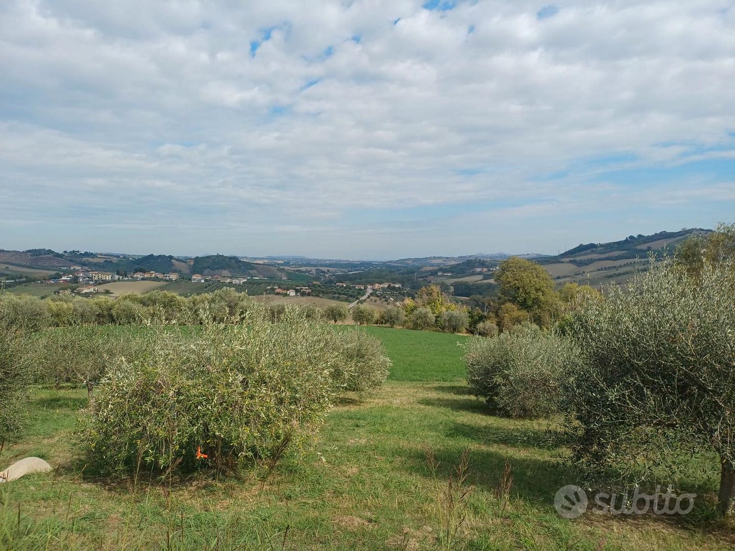 Terreno agricolo con ulivi a Ponzano di Civitella - Vista 3