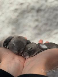 Cuccioli di minilop/ariete