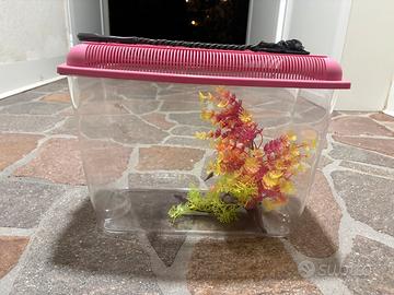 Acquario per pesci rossi