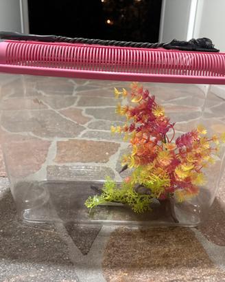 Acquario per pesci rossi