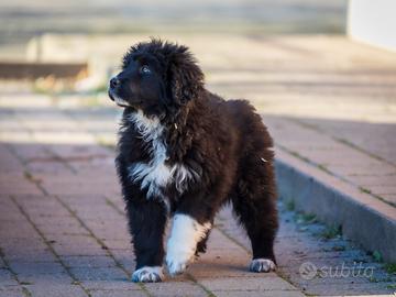 Cucciola Golden retriever/border collie