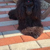 Stallone da Monta Barbone Toy