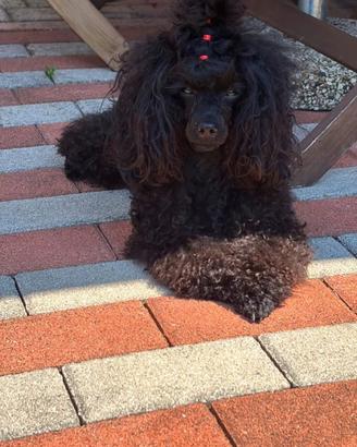 Stallone da Monta Barbone Toy