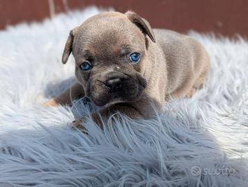 Bulldog francese blu merle