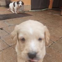 Cane incrocio golden retriever