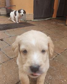 Cane incrocio golden retriever