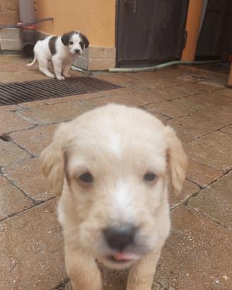 Cane incrocio golden retriever