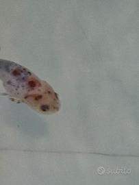 Ranchu