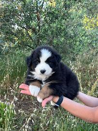 Cuccioli di pastore australiano