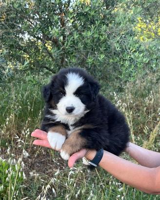 Cuccioli di pastore australiano