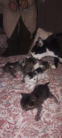 Gattini cuccioli