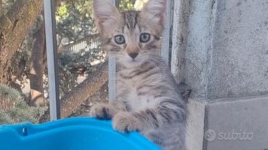 Gattino tigrato