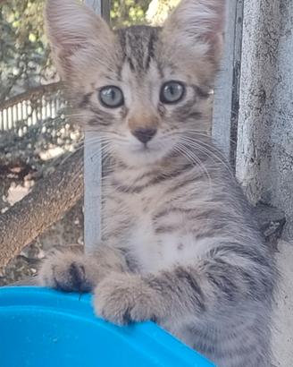 Gattino tigrato